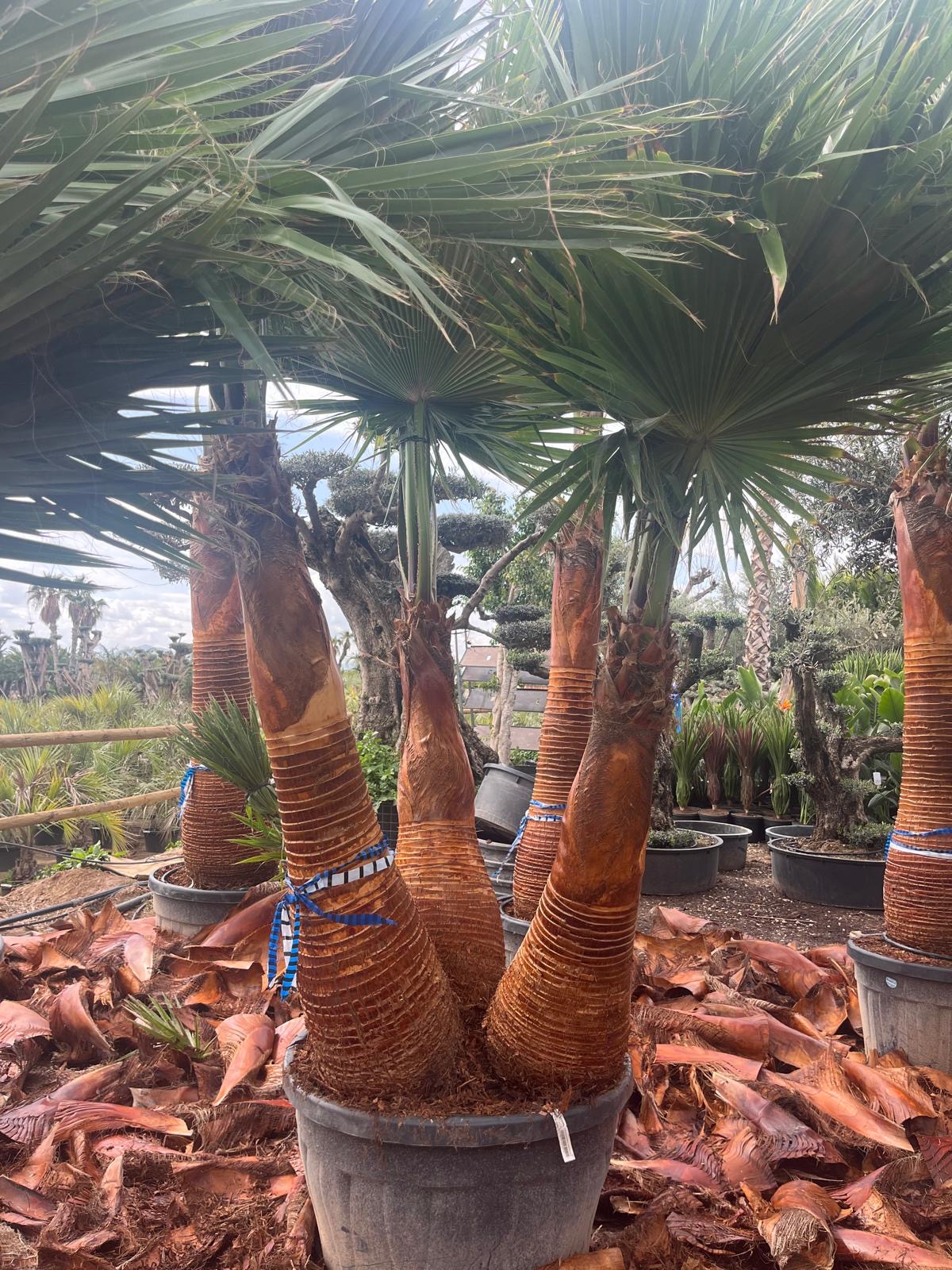 Palmier Washingtonia triple tronc en vente au magasin Palméo Végétaux à Niort