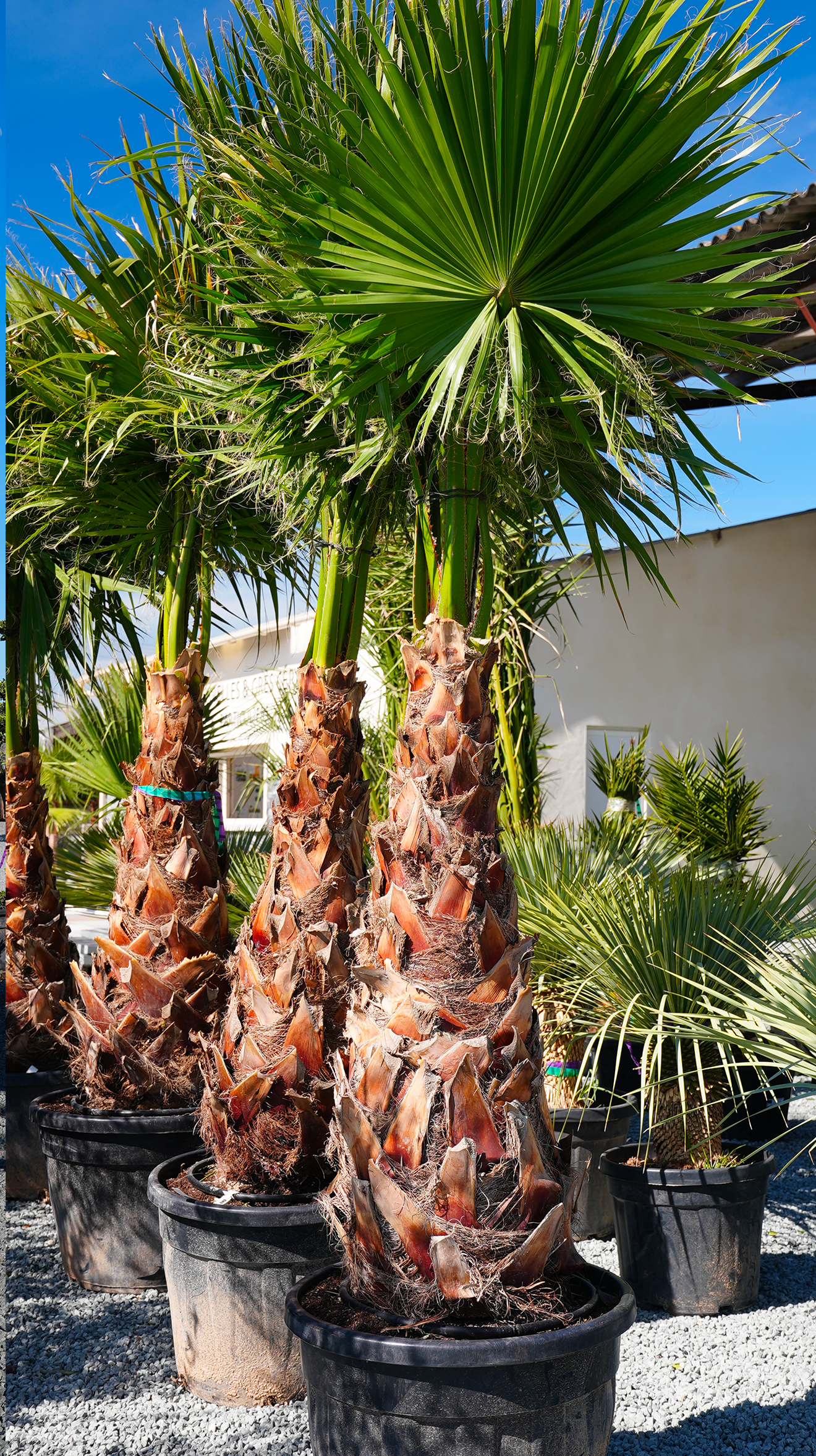Palmier Washingtonia au magasin Palméo Végétaux à Niort