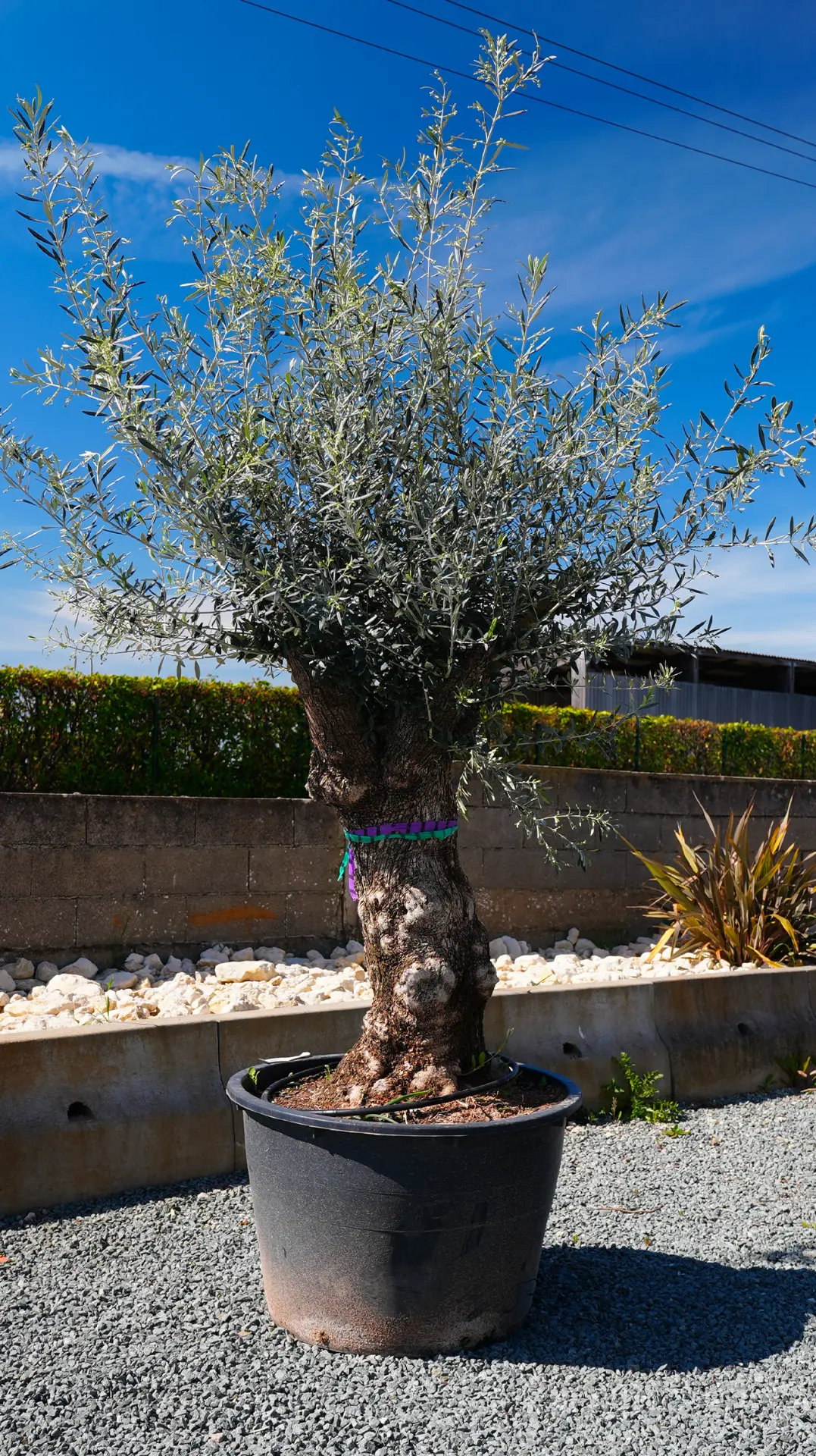 Sujets formés d'oliviers en vente au magasin Palméo Végétaux à Niort