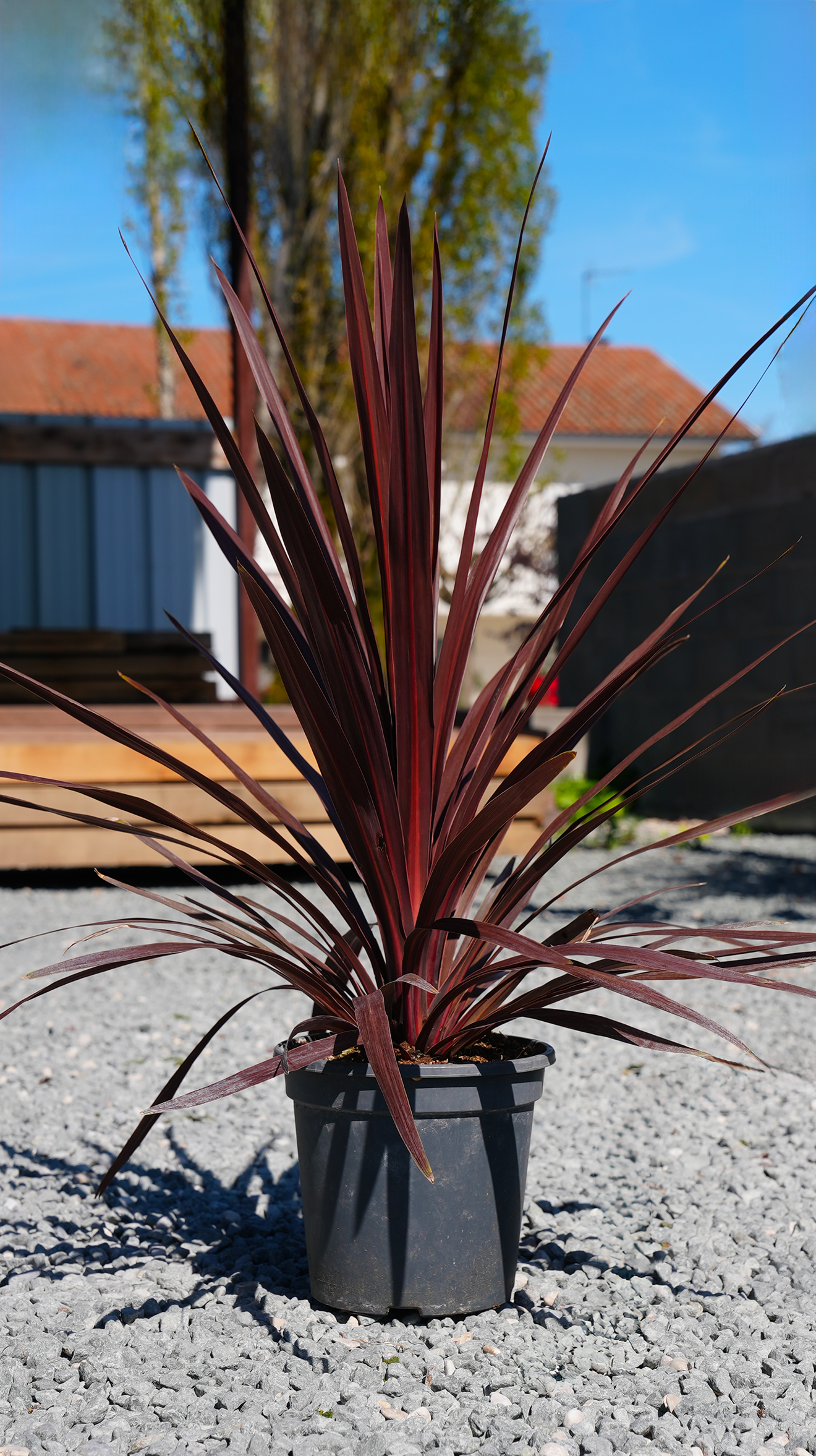 Cordylines & Phormiums en vente au magasin Palméo Végétaux à Niort