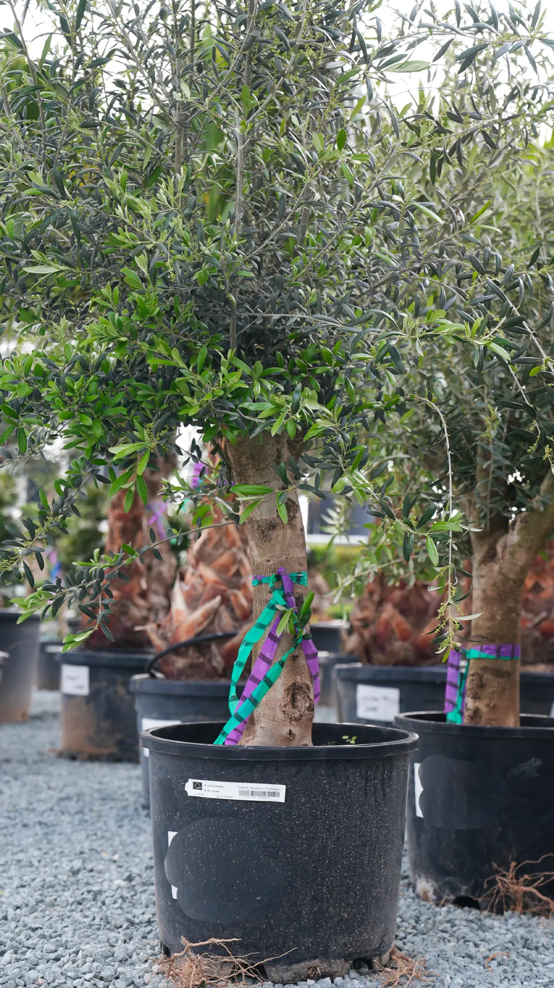 Jeunes plants d'oliviers en vente au magasin Palméo Végétaux à Niort