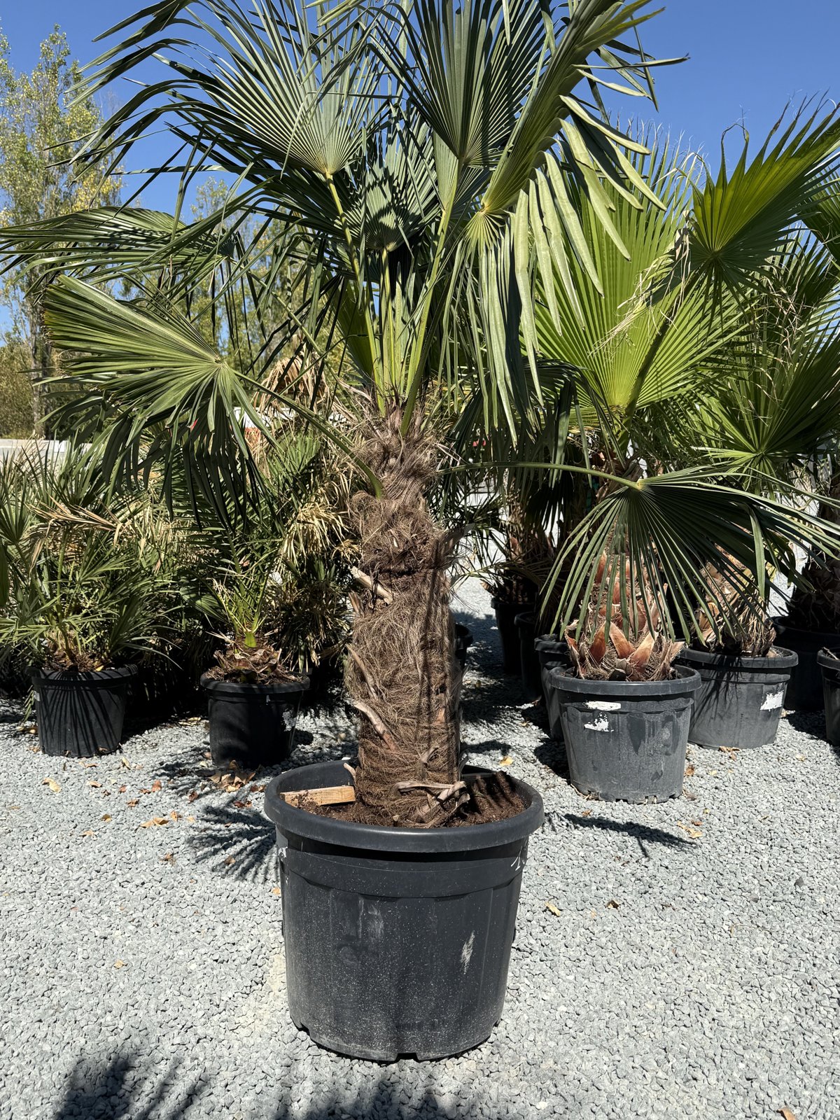 Palmier Trachycarpus fortunei en vente au magasin Palméo Végétaux à Niort