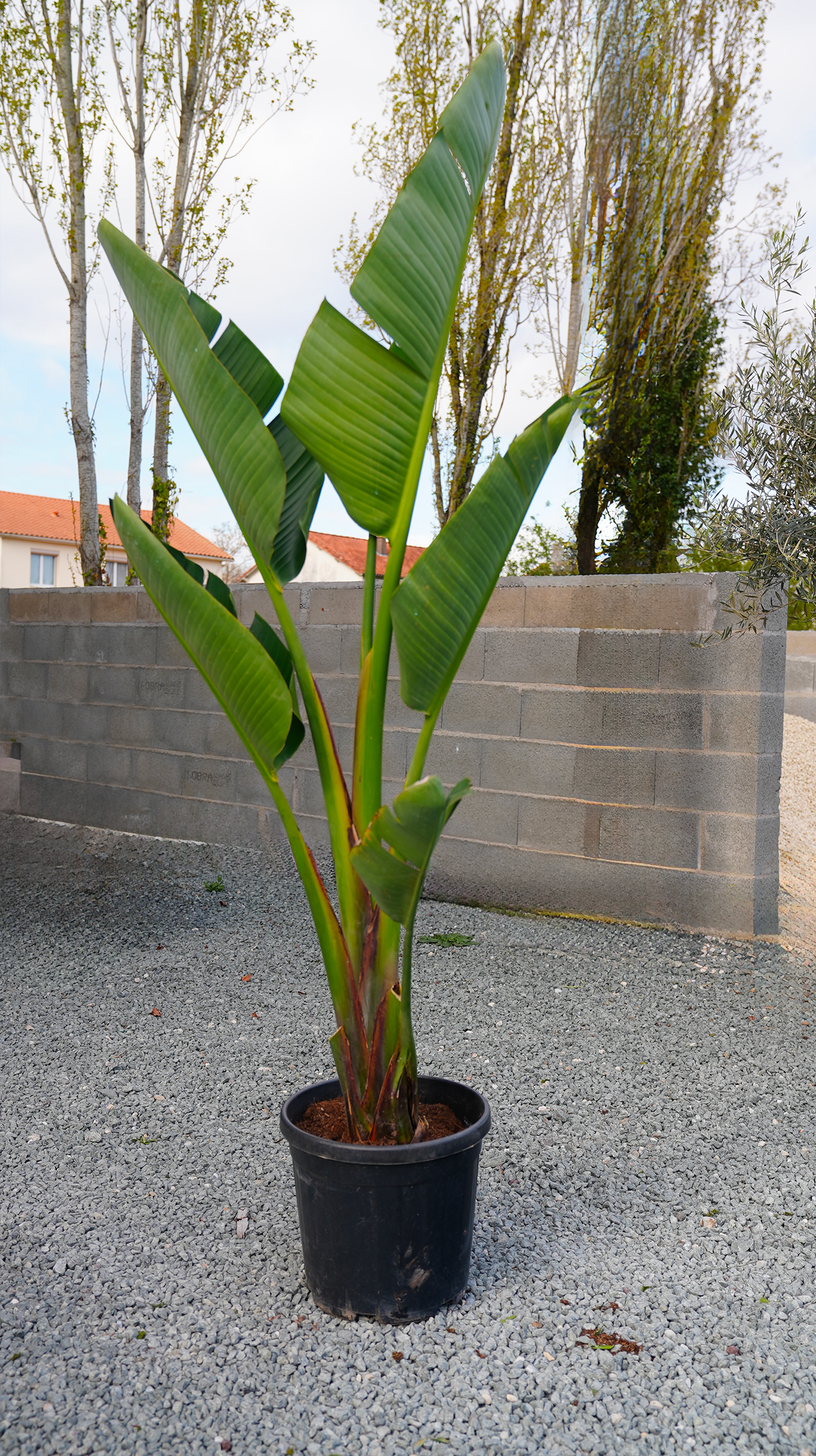 Oiseau du paradis en vente au magasin Palméo Végétaux à Niort